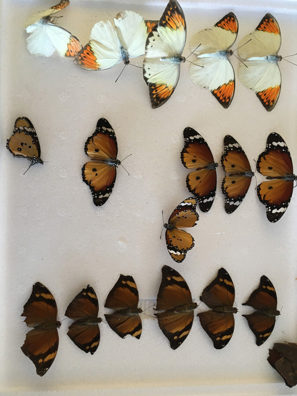 Gedroogde vlinders