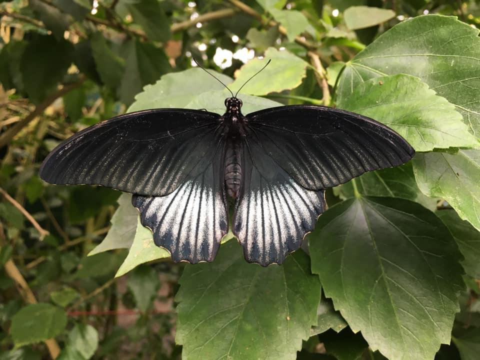 Papilio lowi