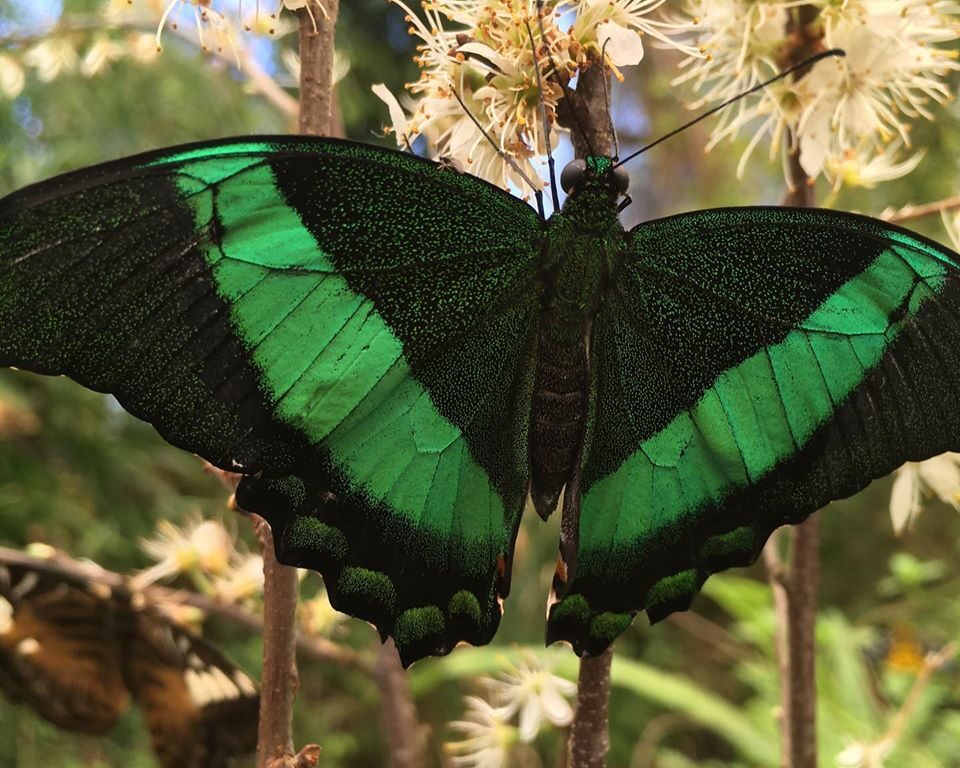 Papilio palinurus Papilio palinurus