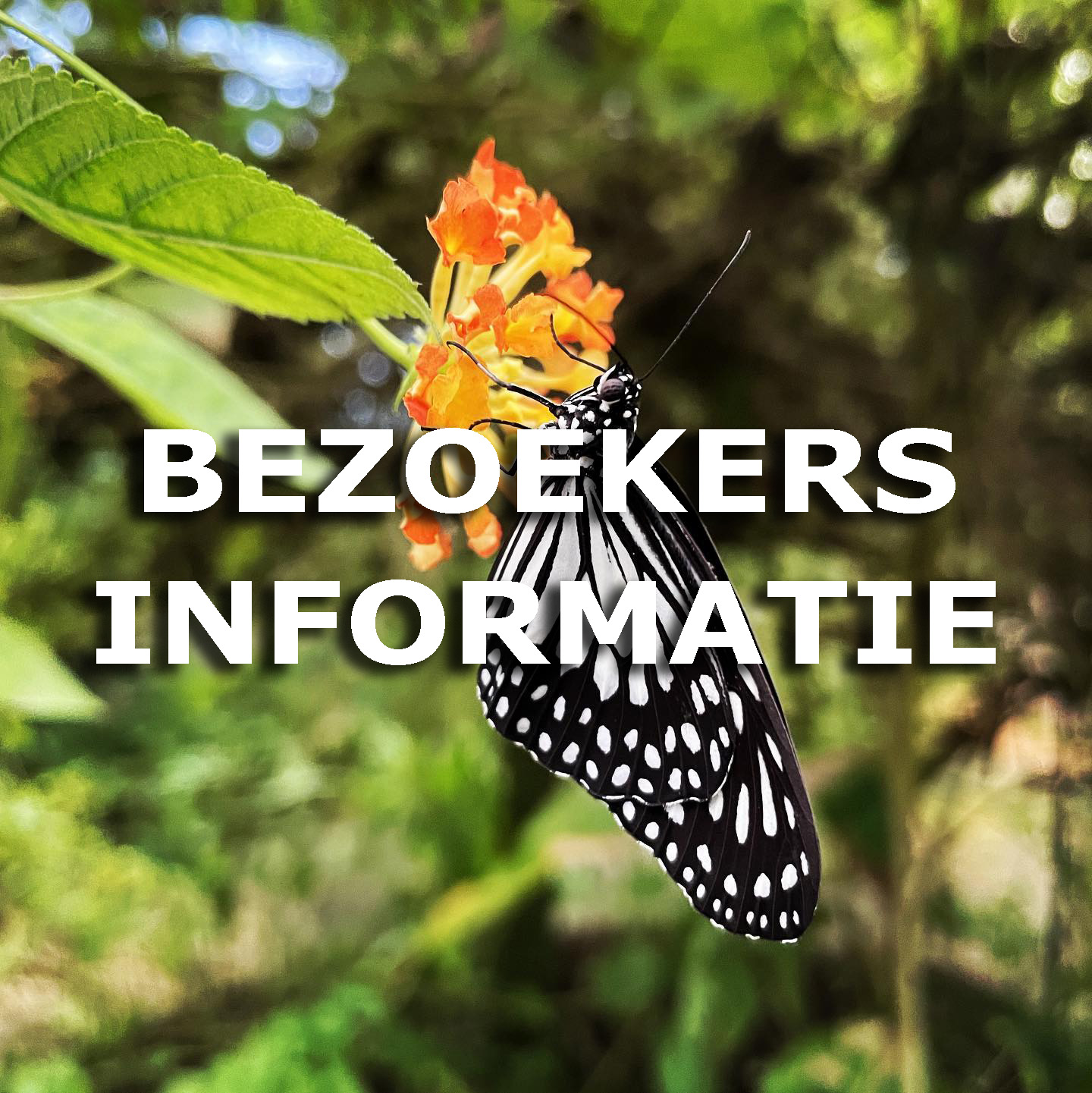 bezoekers informatie