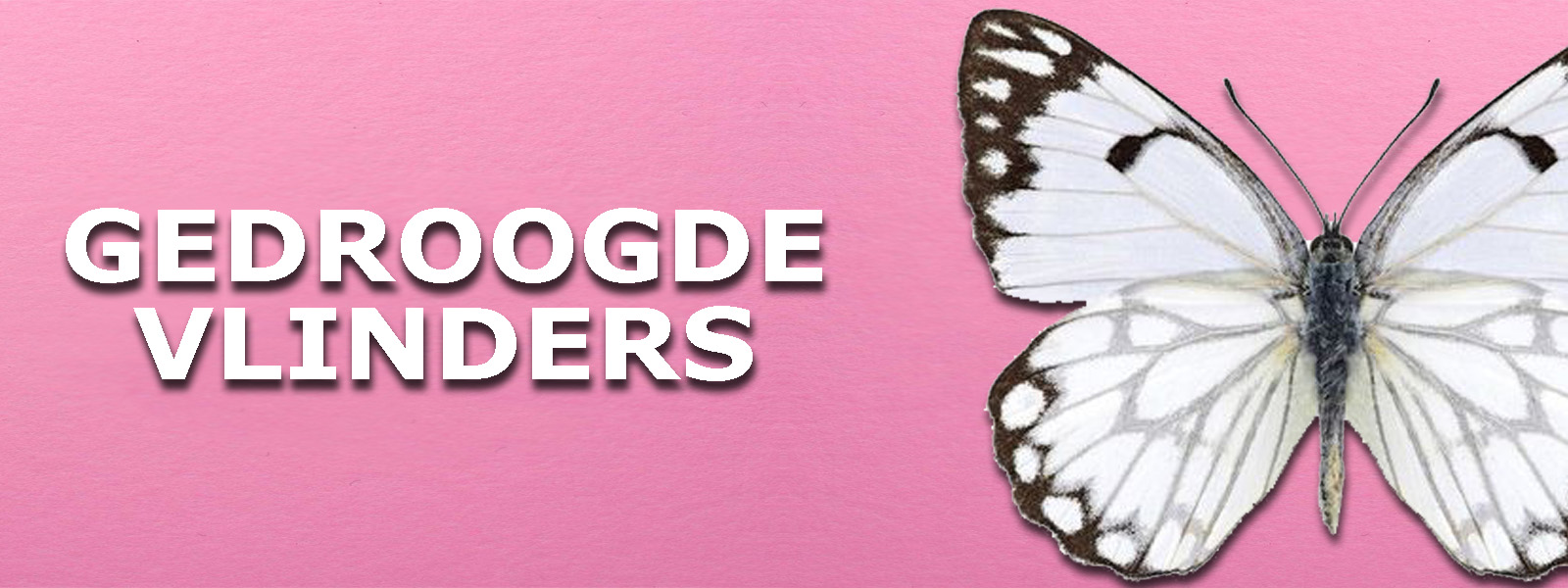 gedroogde vlinders gedroogde vlinders