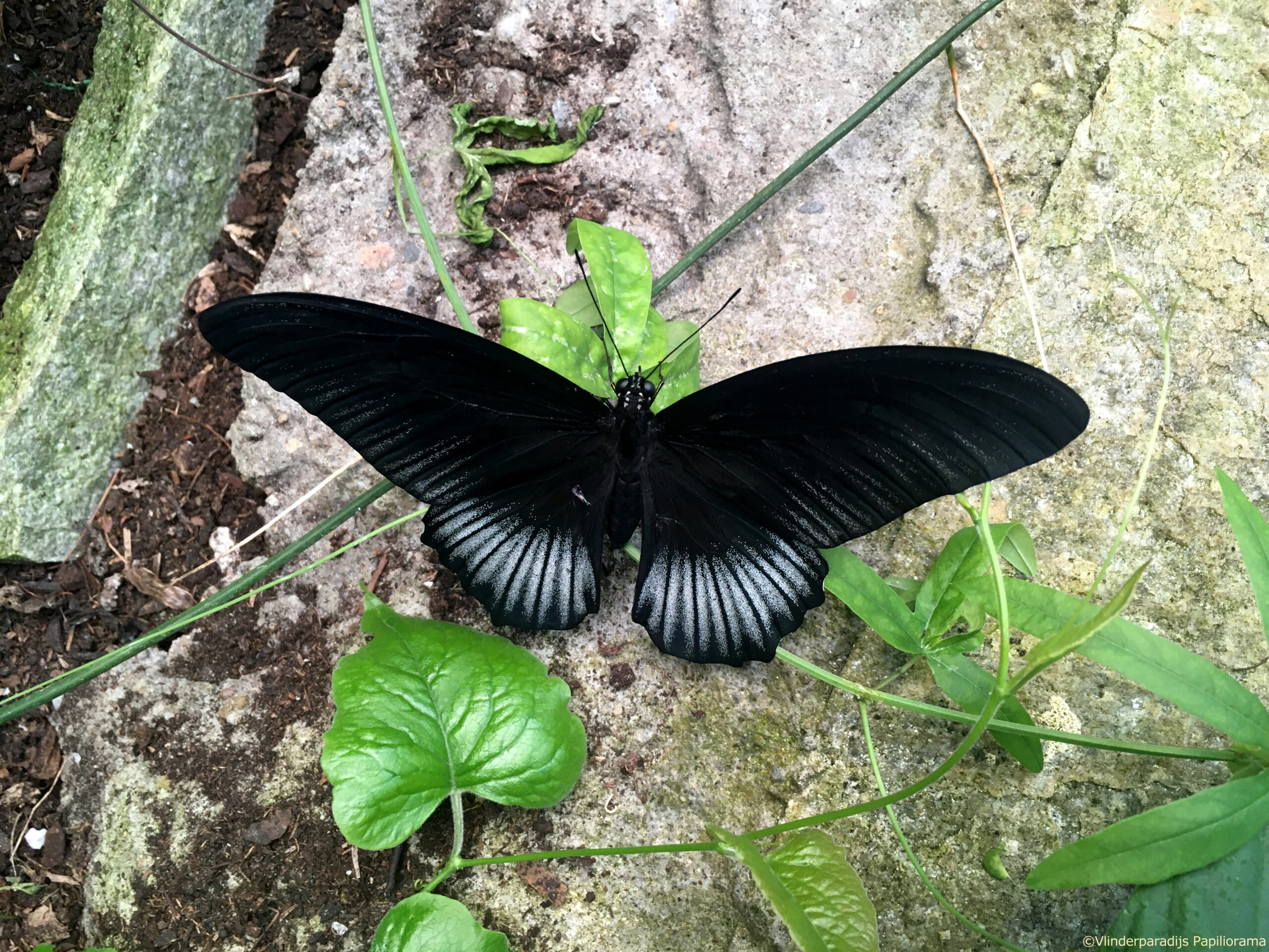 Papilio lowi CCBY Jacco Potkamp