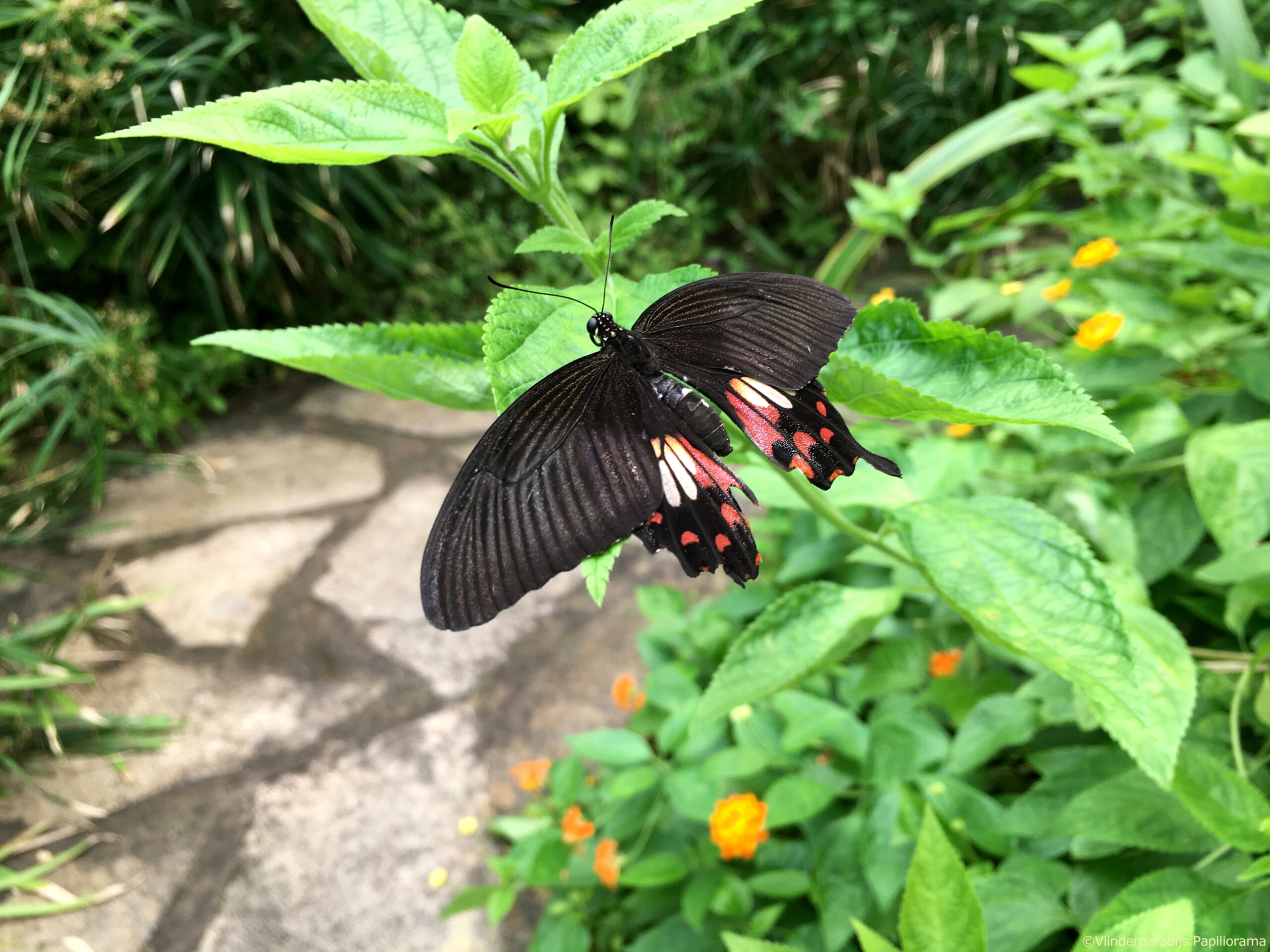 Papilio polytes CCBY Jacco Potkamp