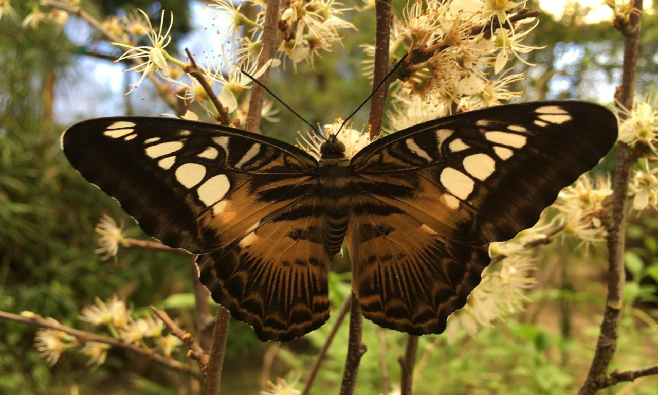 Parthenos sylvia